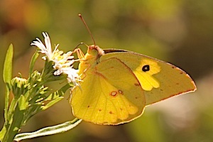 Southern Dogface Butterfly